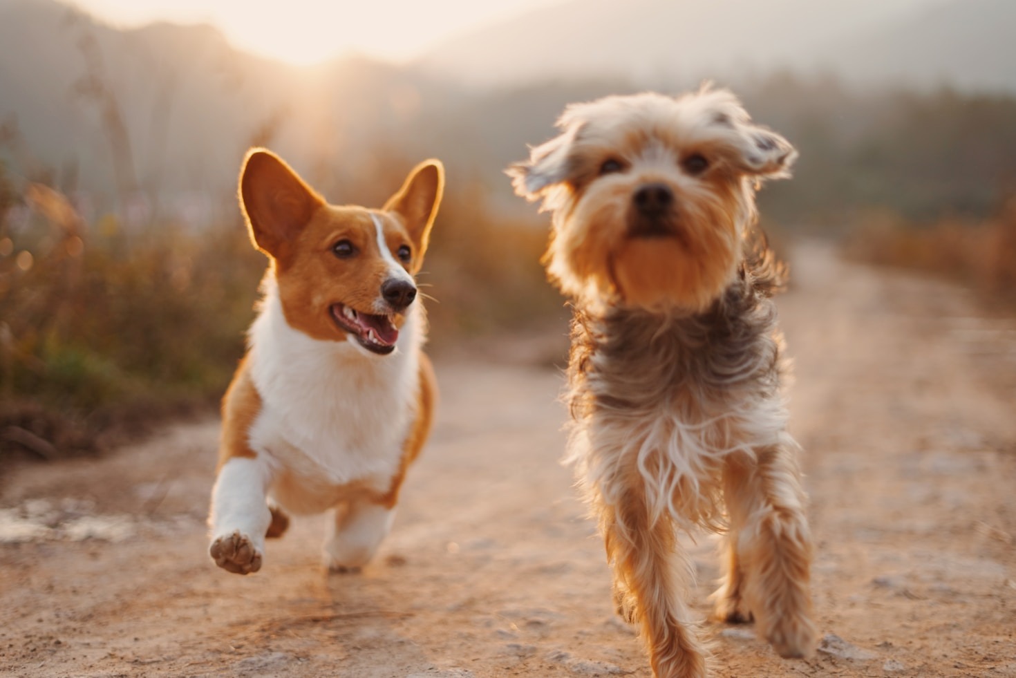 Hepatic Health Dog Food: Simple Diet That Heals the Liver