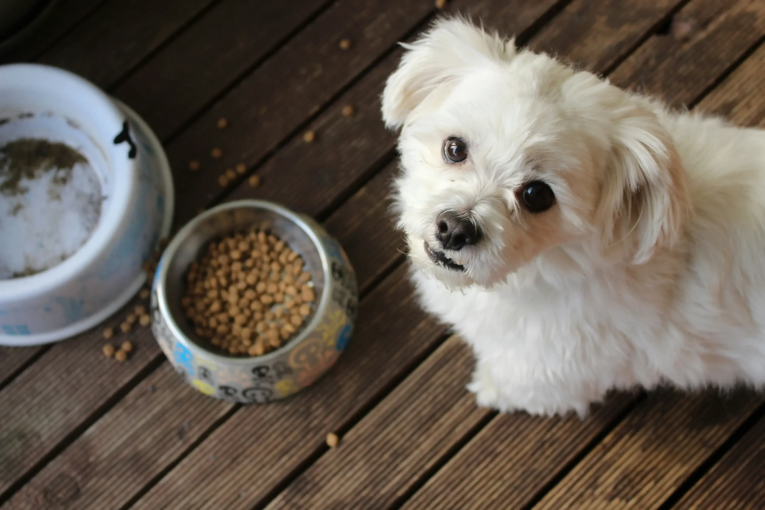Dog Food for Liver Health – A Complete Guide